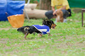 DoggyPark_A-001_thumb.png