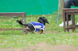 DoggyPark_A-002.jpg