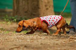DoggyPark_A-003.jpg
