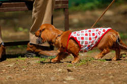 DoggyPark_A-004.jpg