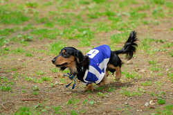 DoggyPark_A-005.jpg