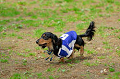 DoggyPark_A-005_thumb.png