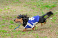 DoggyPark_A-006_thumb.png
