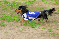 DoggyPark_A-007_thumb.png
