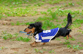 DoggyPark_A-008_thumb.png