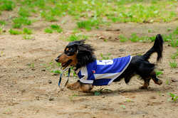 DoggyPark_A-009.jpg