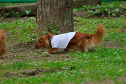 DoggyPark_A-010.jpg