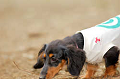 DoggyPark_A-011_thumb.png