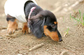 DoggyPark_A-012_thumb.png