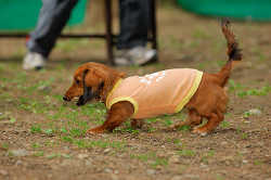 DoggyPark_A-013.jpg