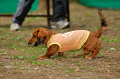 DoggyPark_A-013_thumb.png