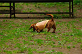 DoggyPark_A-014_thumb.png