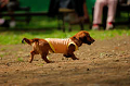 DoggyPark_A-019_thumb.png