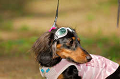 DoggyPark_A-020_thumb.png