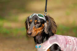 DoggyPark_A-021.jpg