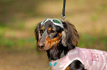 DoggyPark_A-021_thumb.png