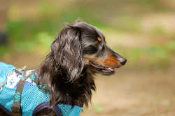 DoggyPark_A-022.jpg
