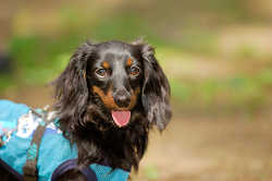 DoggyPark_A-023.jpg
