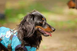 DoggyPark_A-024.jpg