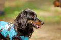 DoggyPark_A-024_thumb.png