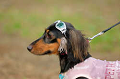 DoggyPark_A-025_thumb.png