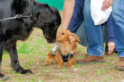 DoggyPark_A-026.jpg