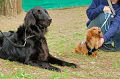DoggyPark_A-027_thumb.png