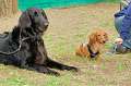 DoggyPark_A-028_thumb.png