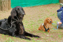 DoggyPark_A-029.jpg