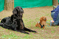 DoggyPark_A-030_thumb.png