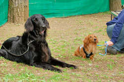 DoggyPark_A-031.jpg
