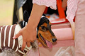 DoggyPark_A-032_thumb.png
