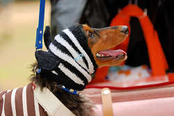 DoggyPark_A-033.jpg