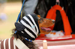 DoggyPark_A-034.jpg