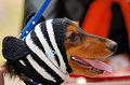 DoggyPark_A-035_thumb.png