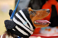 DoggyPark_A-036_thumb.png
