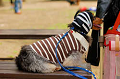 DoggyPark_A-037_thumb.png