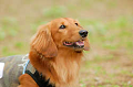 DoggyPark_A-038_thumb.png