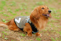 DoggyPark_A-039.jpg