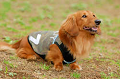 DoggyPark_A-039_thumb.png