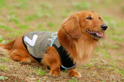 DoggyPark_A-040.jpg