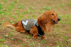 DoggyPark_A-041.jpg