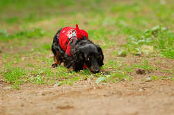 DoggyPark_A-042.jpg