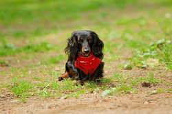 DoggyPark_A-043.jpg
