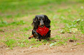 DoggyPark_A-043_thumb.png