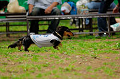 DoggyPark_A-044_thumb.png