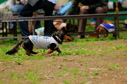 DoggyPark_A-045.jpg