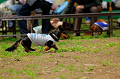 DoggyPark_A-045_thumb.png