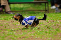 DoggyPark_A-046_thumb.png