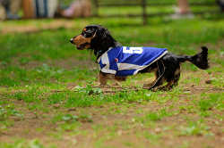DoggyPark_A-047.jpg